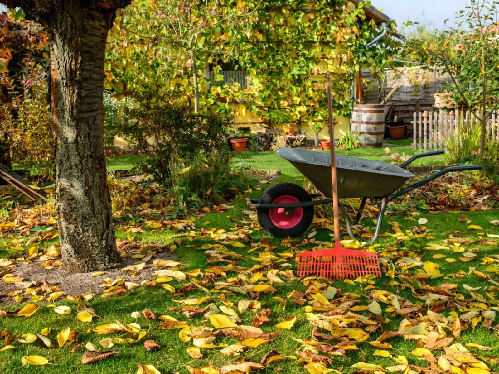 Fall Gardening Chores List